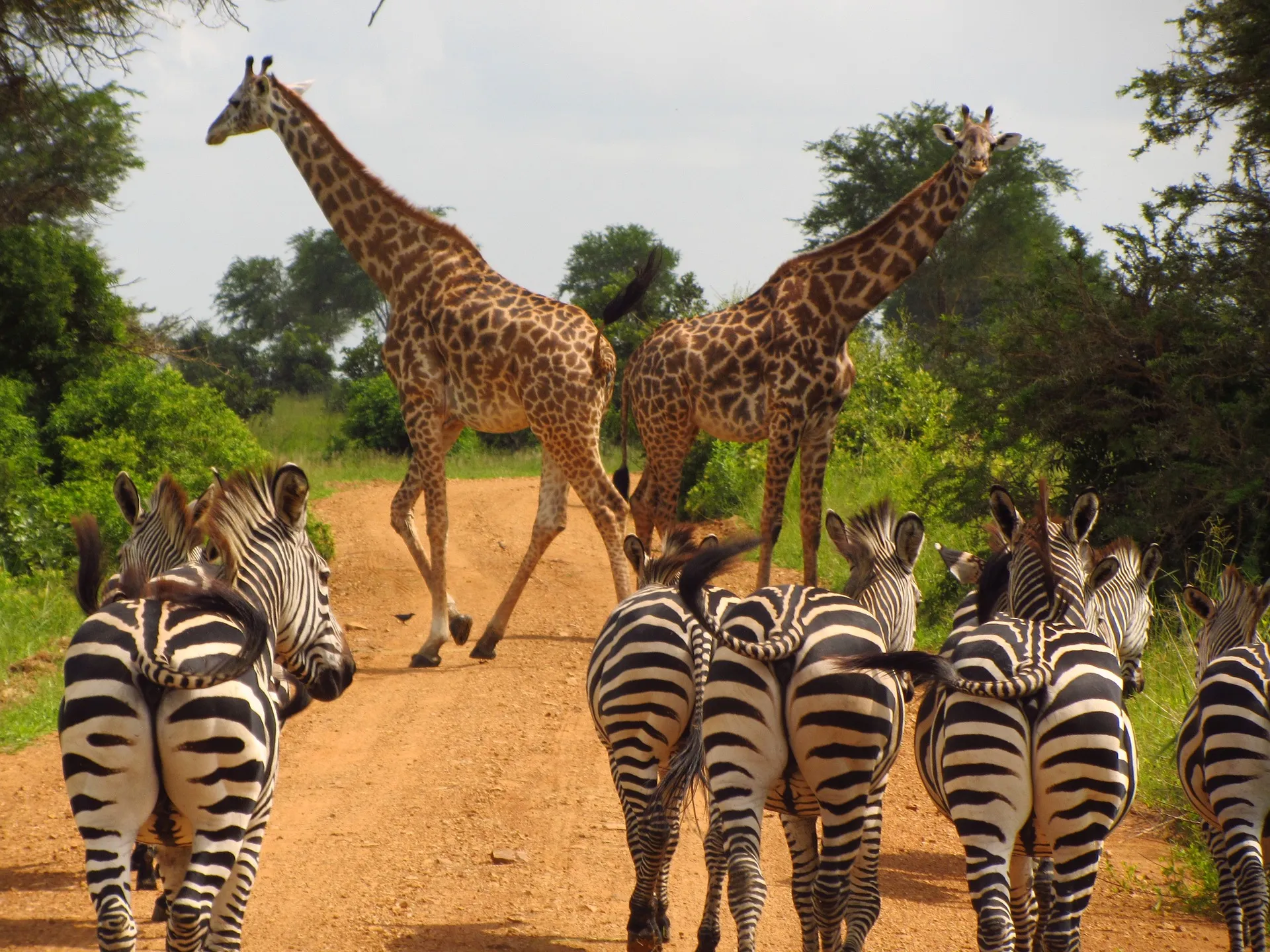 Zebra-and-Giraffes-in-Mikumi-National-Park