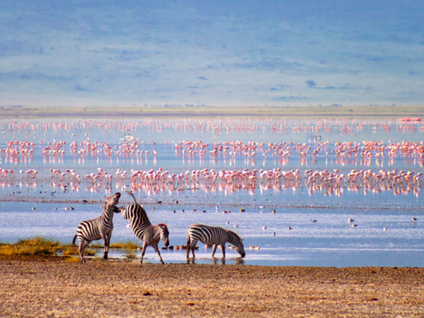 flamingo ata manyara NP arusha tanzania
