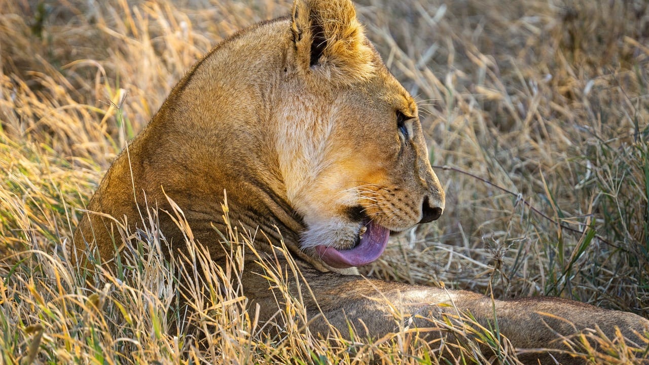 lioness serengeti NP