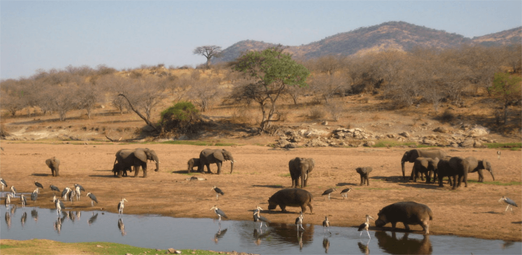 ruaha